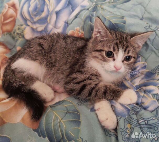 Котята