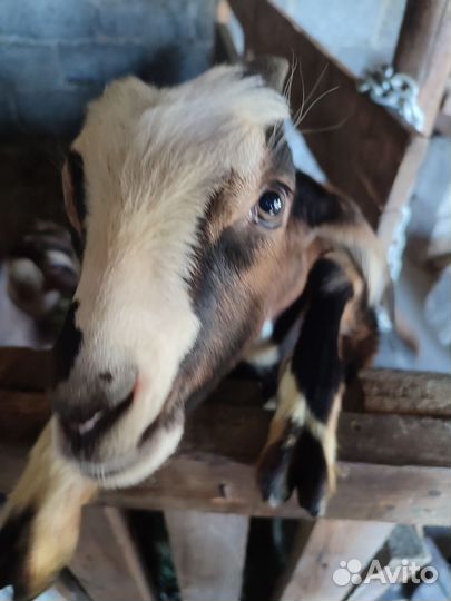 Козлята чешские нубийские