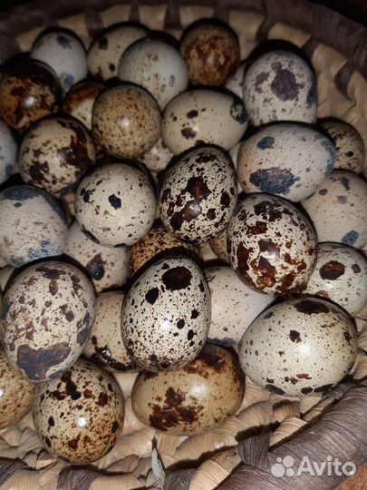 Яйца перепелиные домашние