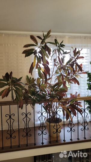 Комнатные растения цветы большие