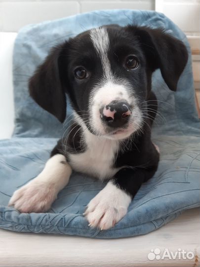 Щенок мальчик