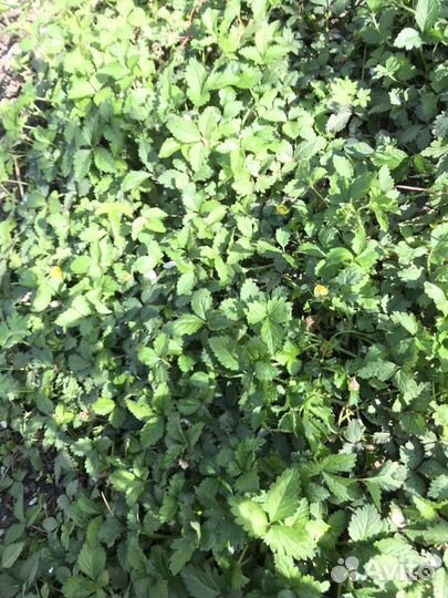 Декоративная земляника