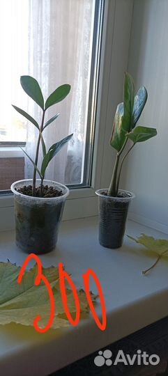 Замиокулькас продам