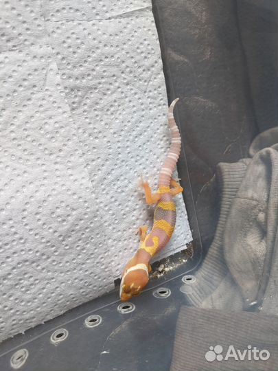 Эублефары малыши