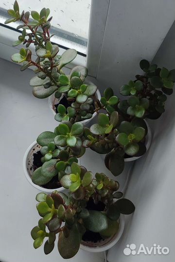 Крассула (Толстянка)