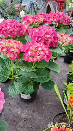 Декоративные растения для сада