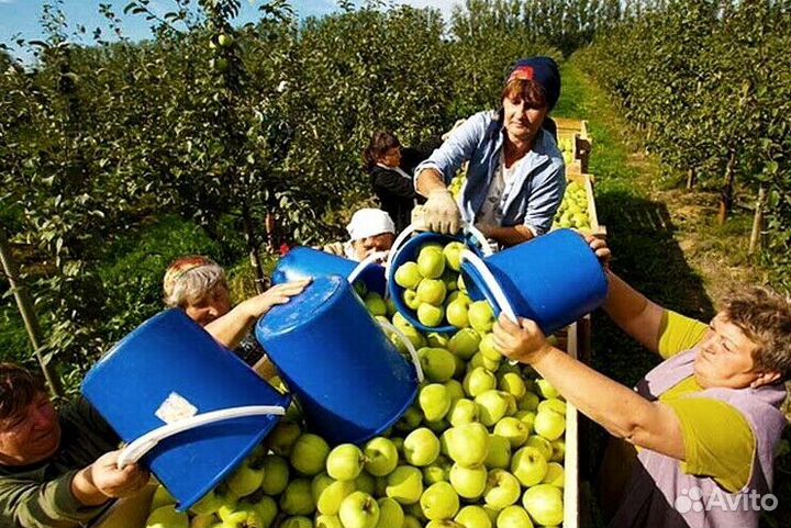 Работа по сборке яблок