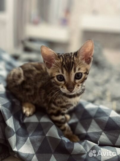 Бенгальские котята