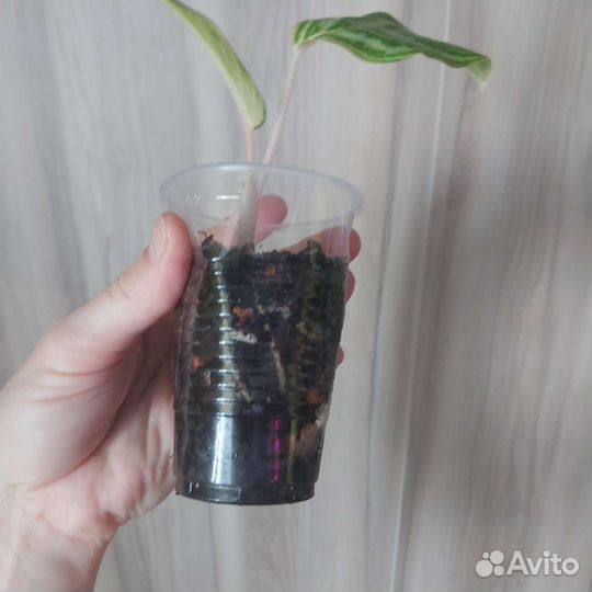 Комнатные цветы шефлера, аглаонема и др