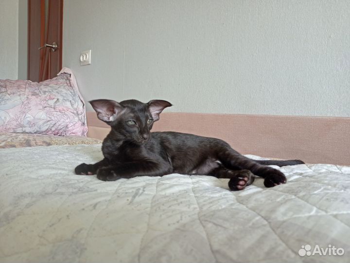 Кот ориентал