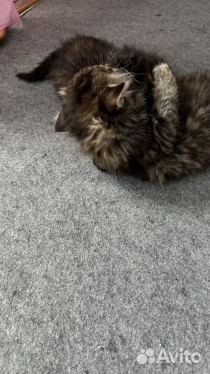 Котята бесплатно