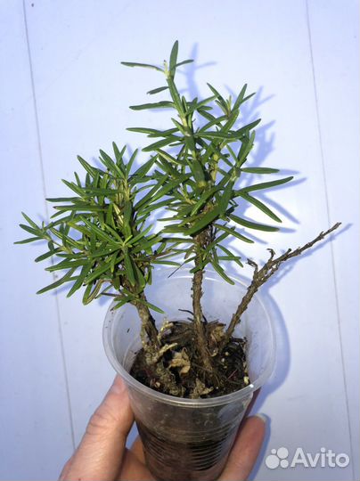 Розмарин, мята, лавр