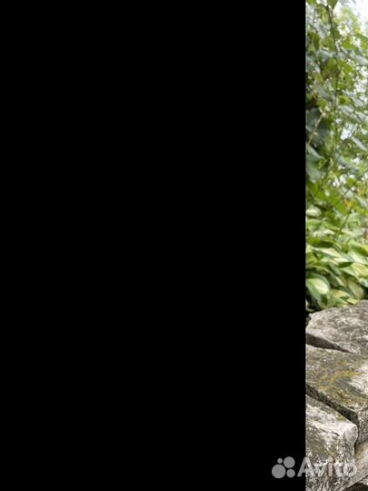 Куклы фарфоровые