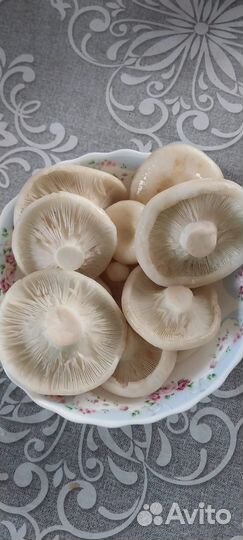 Грибы грузди солёно-вареные