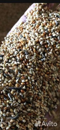 Разнотравье.Просо.Отсев.Дикорос.Семечки.Рапс