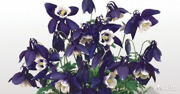 Аквилегия (Водосбор) голубая Spring Magic Navy And