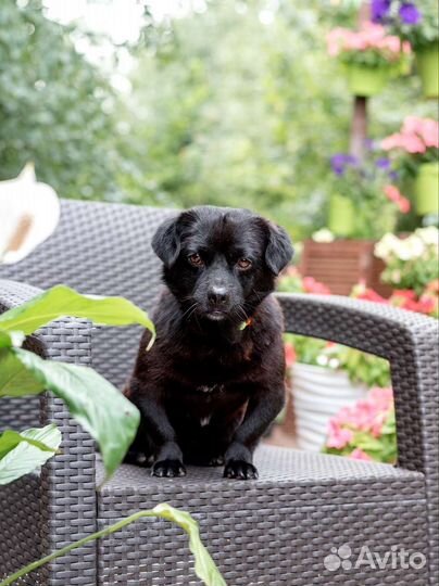 Маленькая собака