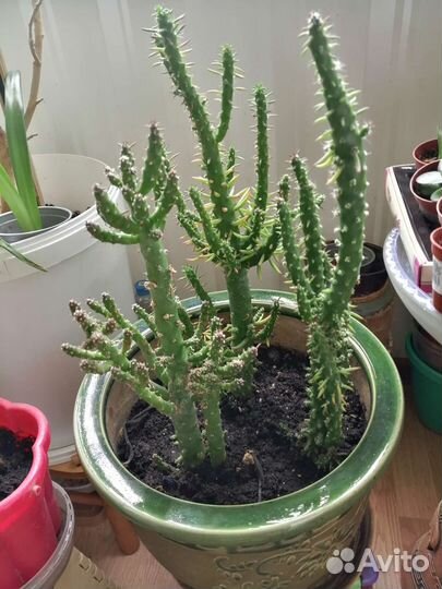 Кактус молочай и др. комнатные цветы