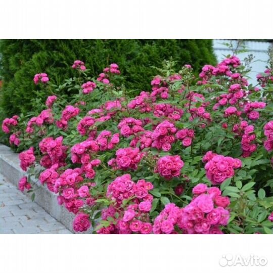 Роза Букет Парфе, Динки, Эльмшорн и др мускусные