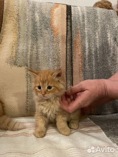 Котята в добрые руки 1,5 месяца