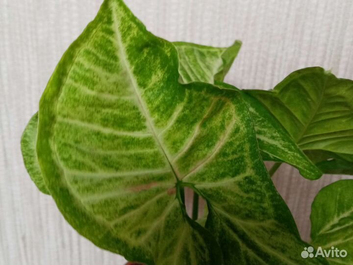 Сингониумы в ассортименте