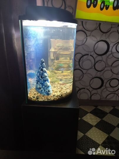 Аквариум с тумбой, декорациями и кучей рыбок