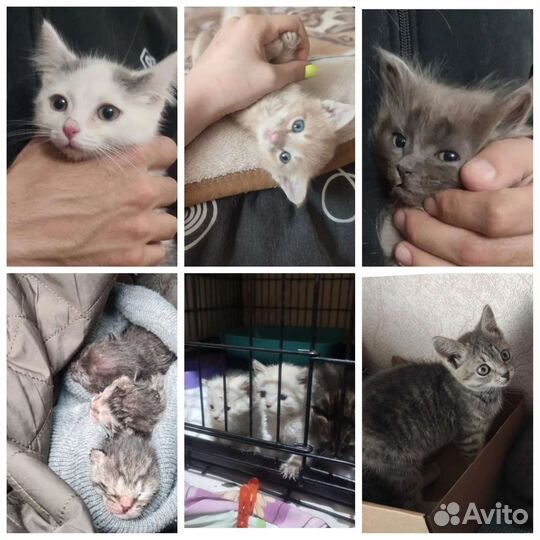 Котята из приюта