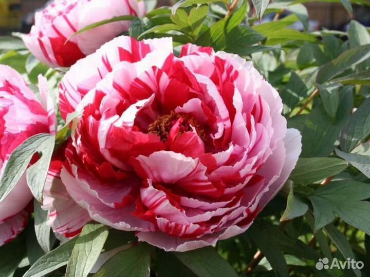 Пионы сортовые гибрид