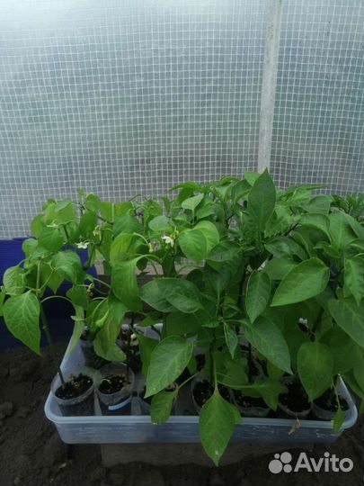 Рассада перца сладкого и горького