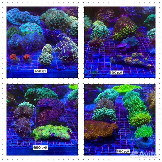 Морские кораллы для аквариума