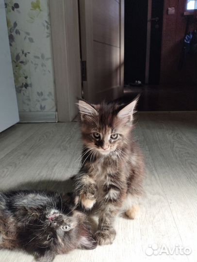 Котята мейн-кун
