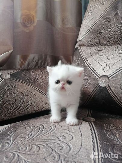 Котик 1,5 мес