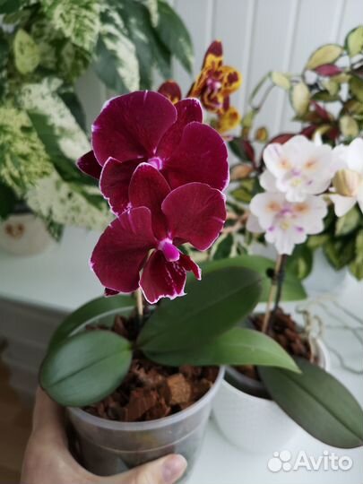 Орхидея Фаленопсис Miki Black Marble