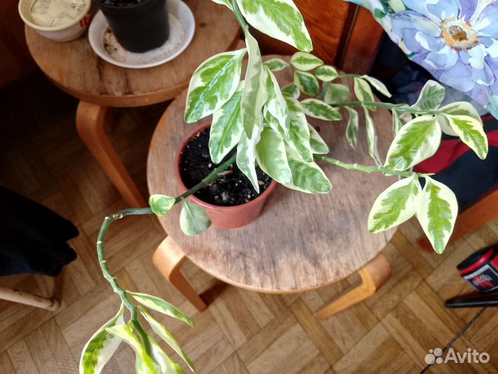 Педилантус