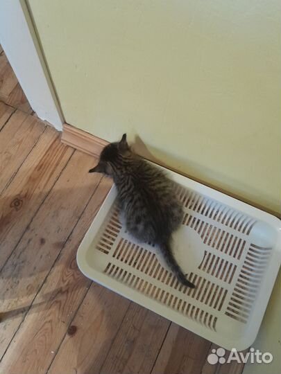 Котята полосатики