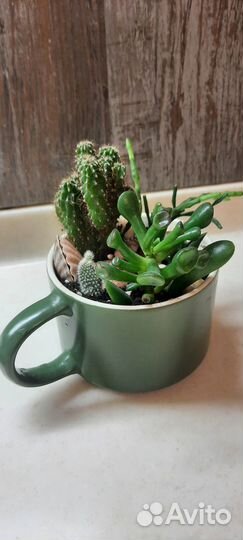 Композиции в кашпо, хавортии