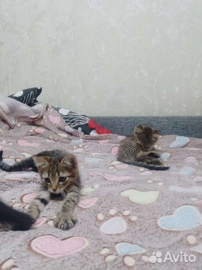 Котята в дар