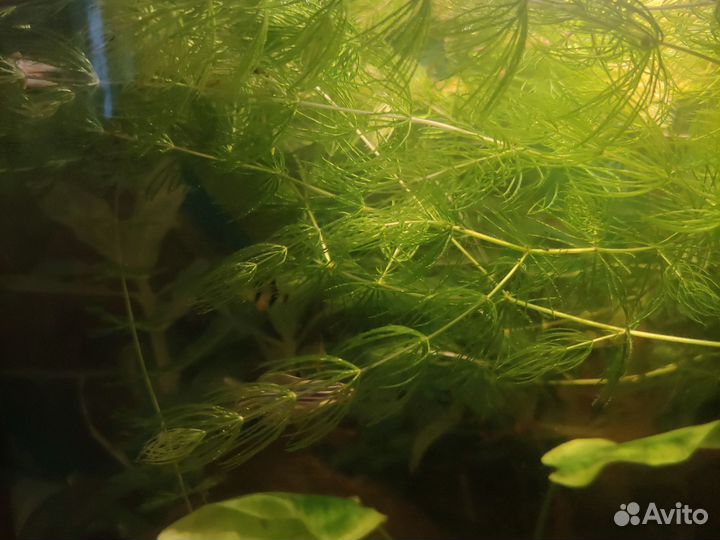 Аквариумные растения роголистник