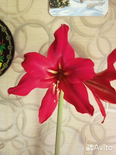 Гиппеаструм