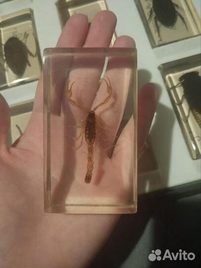 Насекомые и их знакомые. Жуки в стекле