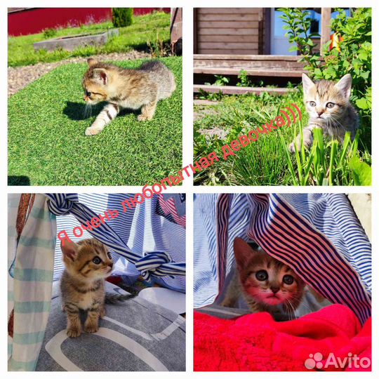 Котята в добрые руки