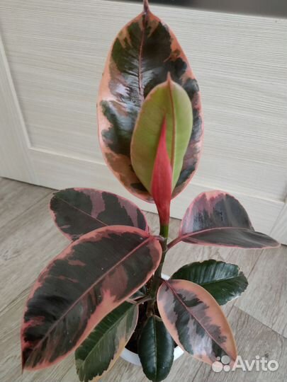 Спатифиллум Сингониум Пеперомия Фикус Замиокулькас