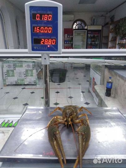 Живые раки