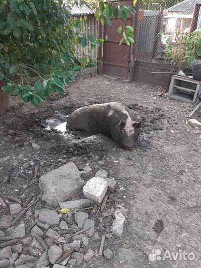 Хряк для случки