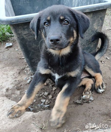 Щенок в добрые руки