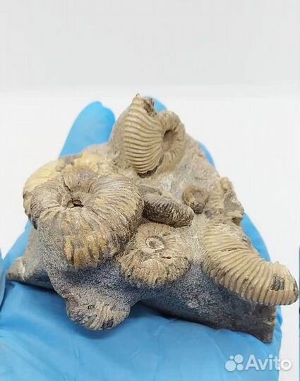 Окаменелости аммониты