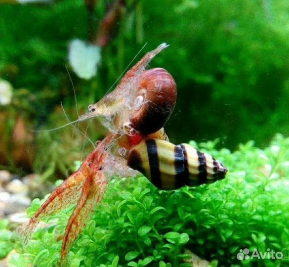 Улитки хилена