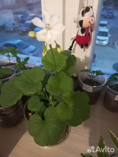 Герань пеларгония