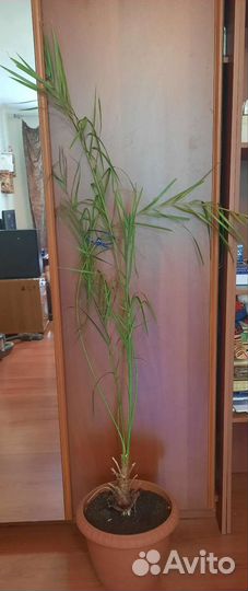 Финиковая пальма