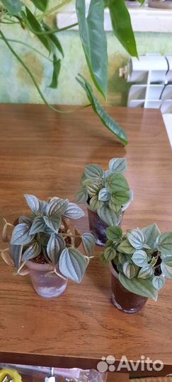 Пеперомия серебристая